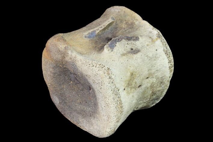 Fossil Hadrosaur Caudal Vertebra - Judith River Formation #144943